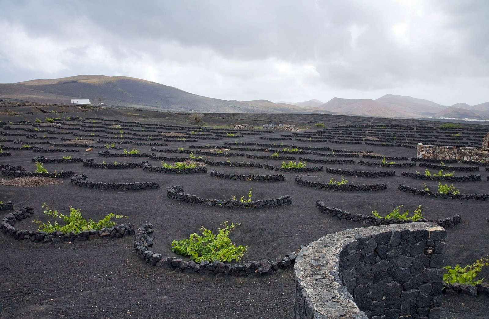 Viñedos de La Geria, en Lanzarote: hoyos excavados en la ceniza volcánica y protegidos por muretes de piedra